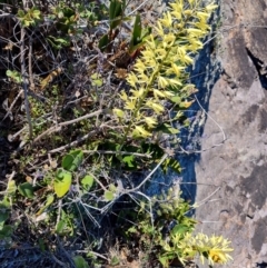 Dendrobium speciosum var. speciosum at Tathra, NSW - 6 Sep 2024