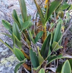 Dendrobium speciosum var. speciosum at Tathra, NSW - 6 Sep 2024