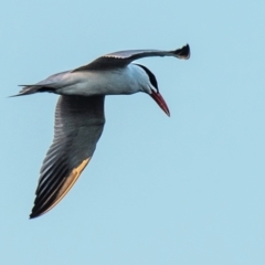 Hydroprogne caspia (Caspian Tern) at Bundaberg North, QLD - 24 Jun 2024 by Petesteamer