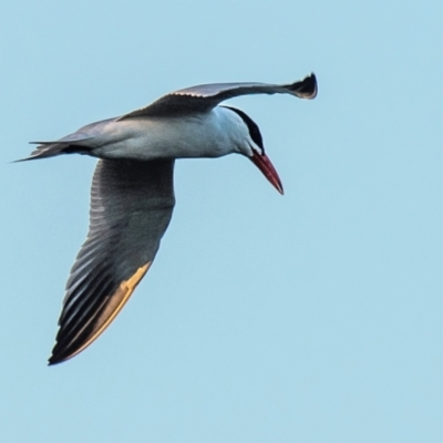 Hydroprogne caspia (Caspian Tern) at Bundaberg North, QLD - 24 Jun 2024 by Petesteamer