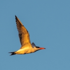 Hydroprogne caspia at Bundaberg North, QLD - 24 Jun 2024 05:01 PM