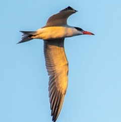 Hydroprogne caspia at Bundaberg North, QLD - 24 Jun 2024