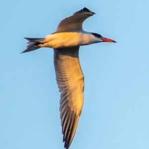 Hydroprogne caspia at Bundaberg North, QLD - 24 Jun 2024