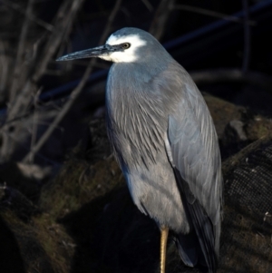 Egretta novaehollandiae at Bundaberg North, QLD - 24 Jun 2024 01:31 PM