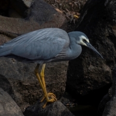 Egretta novaehollandiae at Bundaberg North, QLD - 24 Jun 2024 01:31 PM