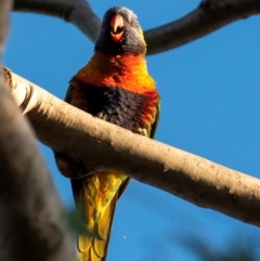 Trichoglossus moluccanus (Rainbow Lorikeet) at Bundaberg North, QLD - 24 Jun 2024 by Petesteamer