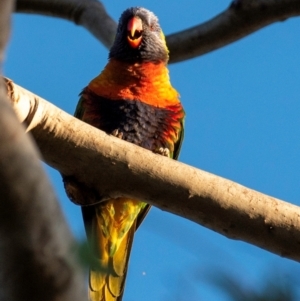 Trichoglossus moluccanus at Bundaberg North, QLD - 24 Jun 2024