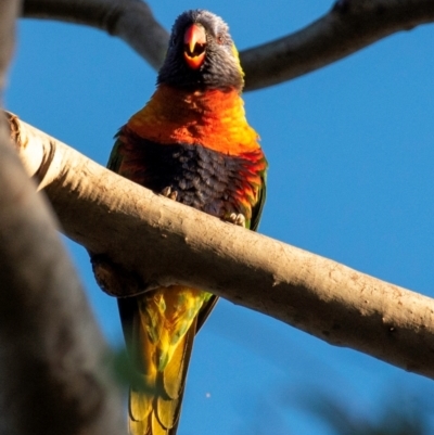 Trichoglossus moluccanus (Rainbow Lorikeet) at Bundaberg North, QLD - 24 Jun 2024 by Petesteamer