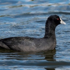 Fulica atra (Eurasian Coot) at Bundaberg North, QLD - 25 Jun 2024 by Petesteamer