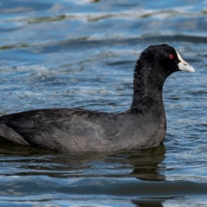 Fulica atra at Bundaberg North, QLD - 25 Jun 2024