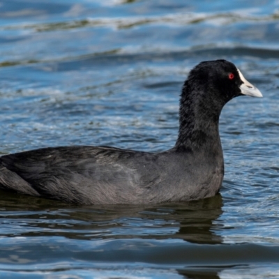 Fulica atra (Eurasian Coot) at Bundaberg North, QLD - 25 Jun 2024 by Petesteamer