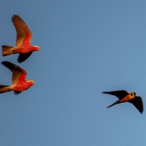 Falco longipennis at Bundaberg North, QLD - 5 Jul 2024