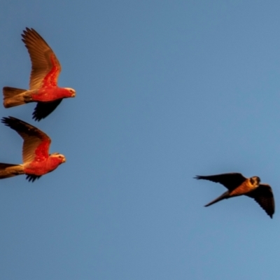 Falco longipennis (Australian Hobby) at Bundaberg North, QLD - 5 Jul 2024 by Petesteamer