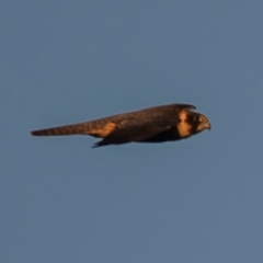 Falco longipennis at Bundaberg North, QLD - 5 Jul 2024