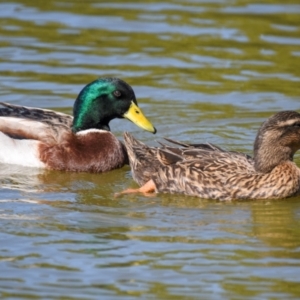 Anas platyrhynchos at Bundaberg North, QLD - 18 Jul 2024