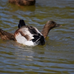 Anas platyrhynchos at Bundaberg North, QLD - 18 Jul 2024