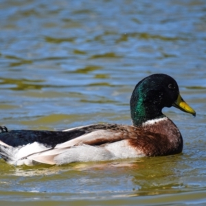 Anas platyrhynchos at Bundaberg North, QLD - 18 Jul 2024