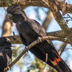 Calyptorhynchus banksii at Bundaberg North, QLD - 25 Jun 2024