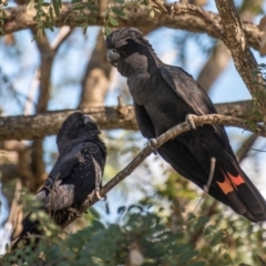 Calyptorhynchus banksii at Bundaberg North, QLD - 25 Jun 2024 01:33 PM