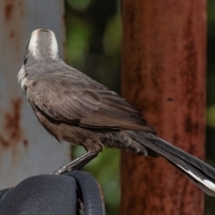 Pomatostomus temporalis temporalis (Grey-crowned Babbler) at Bundaberg North, QLD - 25 Jun 2024 by Petesteamer