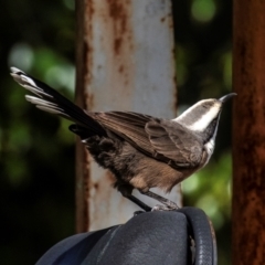 Pomatostomus temporalis temporalis at Bundaberg North, QLD - 25 Jun 2024