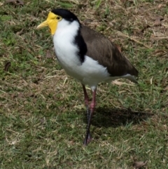 Vanellus miles (Masked Lapwing) at Bundaberg North, QLD - 25 Jun 2024 by Petesteamer