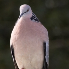 Spilopelia chinensis (Spotted Dove) at Bundaberg North, QLD - 25 Jun 2024 by Petesteamer