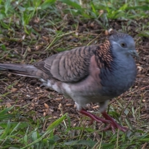 Geopelia humeralis at Bundaberg North, QLD - 1 Jul 2024