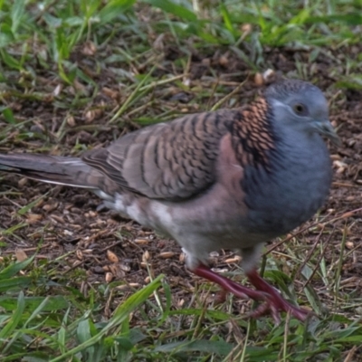 Geopelia humeralis (Bar-shouldered Dove) at Bundaberg North, QLD - 30 Jun 2024 by Petesteamer