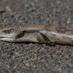 Tiliqua scincoides scincoides (Eastern Blue-tongue) at Symonston, ACT - 6 Sep 2024 by rawshorty