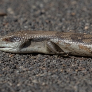 Tiliqua scincoides scincoides at Symonston, ACT - 6 Sep 2024 01:45 PM