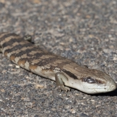 Tiliqua scincoides scincoides at Symonston, ACT - 6 Sep 2024 01:45 PM