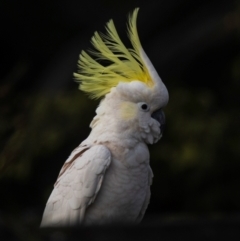 Cacatua galerita (Sulphur-crested Cockatoo) at Bundaberg North, QLD - 30 Jun 2024 by Petesteamer