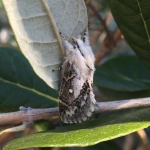 Porela delineata at Waramanga, ACT - suppressed