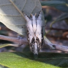 Porela delineata at Waramanga, ACT - suppressed