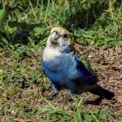 Platycercus adscitus (Pale-headed Rosella) at Bundaberg North, QLD - 1 Jul 2024 by Petesteamer