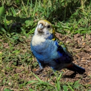 Platycercus adscitus at Bundaberg North, QLD - 1 Jul 2024