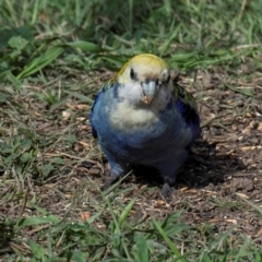 Platycercus adscitus at Bundaberg North, QLD - 1 Jul 2024