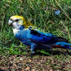 Platycercus adscitus at Bundaberg North, QLD - 1 Jul 2024