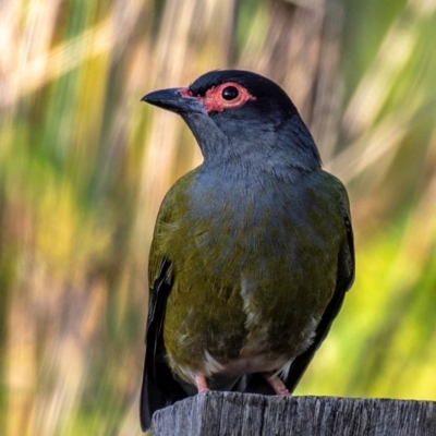 Sphecotheres vieilloti (Australasian Figbird) at Bundaberg North, QLD - 4 Jul 2024 by Petesteamer