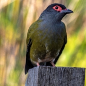 Sphecotheres vieilloti at Bundaberg North, QLD - 5 Jul 2024