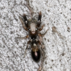 Rhombonotus gracilis (Graceful Ant Mimic) at Fraser, ACT - 4 Sep 2024 by kasiaaus