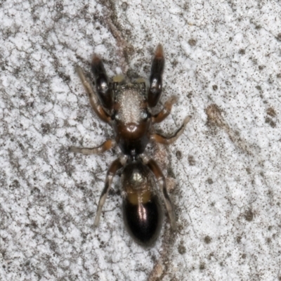 Rhombonotus gracilis (Graceful Ant Mimic) at Fraser, ACT - 4 Sep 2024 by kasiaaus
