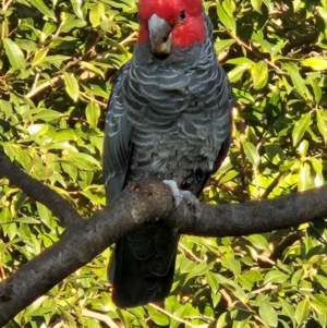 Callocephalon fimbriatum at Cook, ACT - suppressed