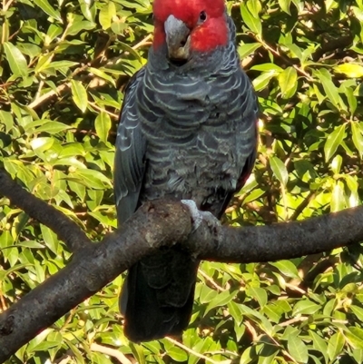 Callocephalon fimbriatum (Gang-gang Cockatoo) at Cook, ACT - 21 Apr 2023 by Jennybach