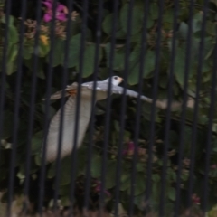 Accipiter novaehollandiae (Grey Goshawk) at Bundaberg North, QLD - 30 Jun 2024 by Petesteamer