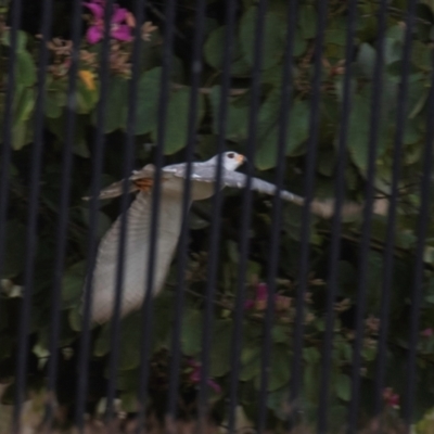 Accipiter novaehollandiae (Grey Goshawk) at Bundaberg North, QLD - 30 Jun 2024 by Petesteamer