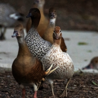 Chenonetta jubata (Australian Wood Duck) at Bundaberg North, QLD - 5 Jul 2024 by Petesteamer