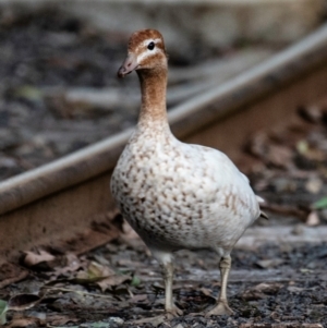 Chenonetta jubata at Bundaberg North, QLD - 5 Jul 2024