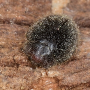 Coccinellidae (family) at Fraser, ACT - 4 Sep 2024